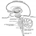 Fig. 678. Brain - Schematic representation of the chief ganglionic categories (I to V).