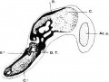Human embryonic shoulder girdle