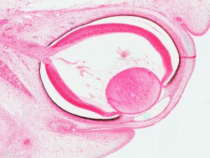 Human cornea (Week 8, Carnegie stage 22)