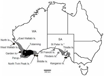 Map tammar wallaby distribution