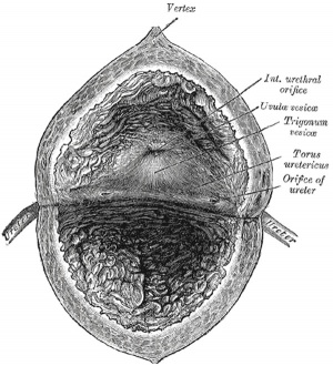 Interior of the urinary bladder