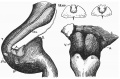Fig. 2. Hind-brain 28 mm embryo (left view).