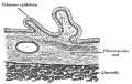 Historic drawing gall bladder transverse section