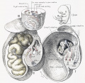 12 Human embryo 3 cm