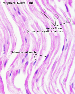 AE Practical - Neural Histology - Embryology