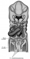 Fig. 426 Human embryo 3.2 mm aortic arches