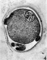 Fig. 4. Section of an unsegmented ovum of the pony (P 8) showing deutoplasmolysis. x 520.
