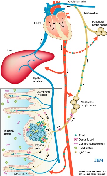 File:Gastrointestinal tract intestine immune cartoon 01.jpg