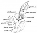 Fig. 83. The Origin of the Renal Bud (diagrammatic).