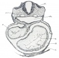 Fig. 376. Transverse section embryo Hah.