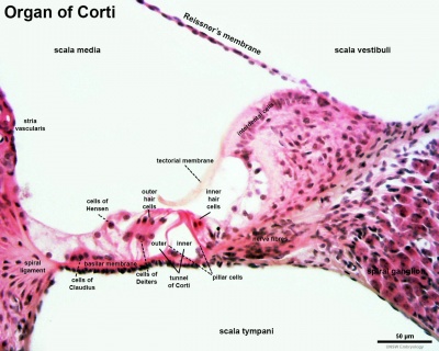 Mouse organ of corti 03.jpg