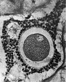 Fig. 1. Ovarian egg follicle from ovary of unmated rabbit.
