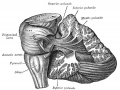 Dissection showing the projection fibers of the cerebellum. (After E. B. Jamieson)