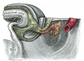 Tail end of Human Embryo 32 to 33 Days Old
