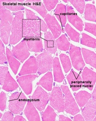 Skeletal Muscle Histology - Embryology