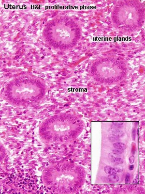 Uterine gland proliferative phase.jpg