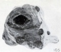 Fig. 165. Appearance of cross section of pregnant ovary and tube, same specimen. X0.75.