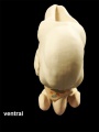 model ventral