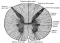 664 Transverse section of the medulla spinalis in the mid-thoracic region