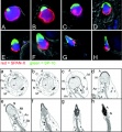 Human spermatozoa acrosomal protein SP-10[23]