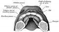 50 The roof of the mouth of a human embryo aged about two and a half months