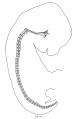 cat embryo 15 mm
