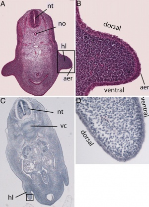 Dolphin Development - Embryology