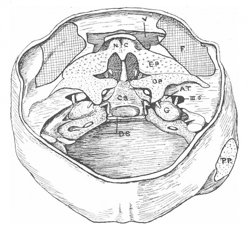alt = Fig. 2. View from above of the interior of the base of the neuro-cranium of the Bryce 30 mm.embryo.