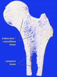 Bone-structure.jpg