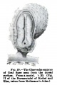Fig. 19. The Glaevecke Embryo of Graf Spee