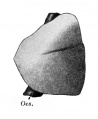 Fig. 352. Lungs of an embryo of about 17.5 mm. seen from the left.