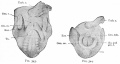 Fig. 343-344