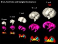 Brain ventricles and ganglia development (scaled)