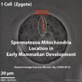 Mouse spermatozoa mito movie icon.jpg