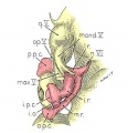 Embryo 6258 Ventrocaudal aspect