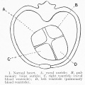 1. Normal heart. A, caval auricle; B, pulmonary veins auricle; C, right ventricle (caval blood ventricle) ; D, left ventricle (pulmonary blood ventricle).