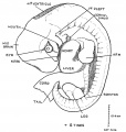 Fig. 44. Human Embryo 10.4 mm long and in the 6th week of development