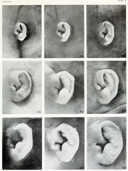 K12 - Communication - Embryology