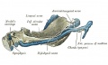 Fetus CRL 95 mm inner aspect
