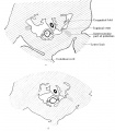 Fig. 634 Two transverse sections urogenital fold human embryo 22.5 mm