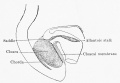 Fig. 600. Embryo Pfannenstiel III 2.6 mm GL 13-14 somites, allantoic stalk is given off at a right angle from the cloaca, immediately above cloacal membrane. Ventral wall of the cloaca is formed only by the cloacal membrane.