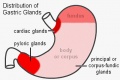 Stomach gastric gland distribution cartoon