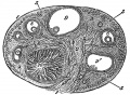 1163 section of the ovary
