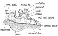 Fig. 166. Diagrammatic Section of the Cerebellum of a 3rd month Human Foetus showing the folding of the Cerebellar Plate.