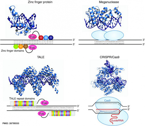 DNA targeting platforms genome editing.jpg