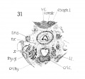 Fig. 31 Cross section of human Embryo no. 22 (20 mm.) (very low in laryngeal region).