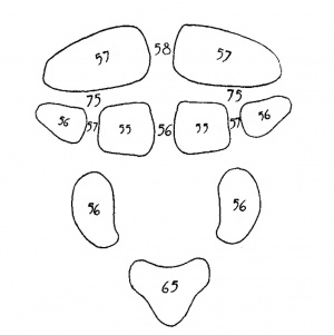 FIg. 3. Diagram of the ossification of the occipital bone. The figures upon or between the centers indicate the time in days in which they appear or unite.