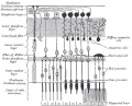 882 Plan of Retinal Neurons