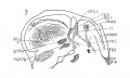 Fig 7 Sagittal section of human Embryo no. 144 (14 mm.) to show, especially, M. interarytaenoideus.