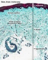 Skin overview (trichrome stain)